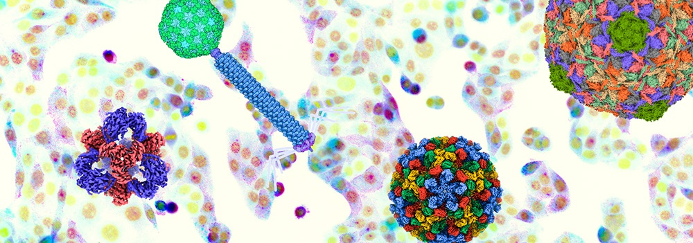EMBO|FEBS Lecture Course - Physical virology: from form to function